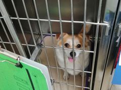 -宠福鑫动物医院(城北分院)