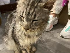 -楼上猫咖(罗湖店)