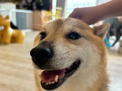 -南京Hallo宠物乐园·哈罗犬舍·柴犬繁育基地