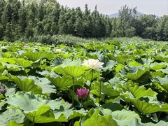 -云龙湖旅游景区