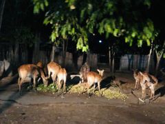 -清迈夜间动物园