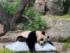 -广州长隆野生动物世界