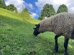 -神户市立六甲山牧场