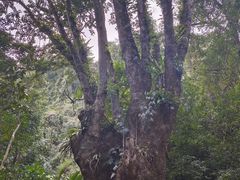 -莫里热带雨林景区