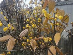 -阿细汉菜(本地盐帮菜名店)