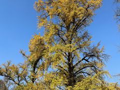 -千年银杏谷文化旅游区