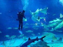 -烟台海昌鲸鲨海洋公园