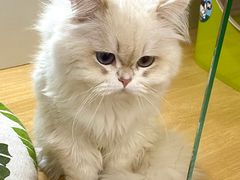 -青奢宠物·青奢猫舍