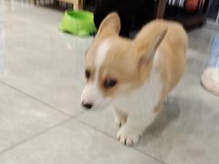 -柴犬小屋·柴餐厅·狗咖食堂(金鼎广场店)