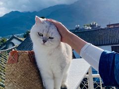 -喵屿·大理花园猫咖