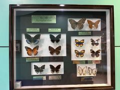 -上海昆虫博物馆