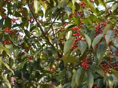 穹窿山-穹窿山景区