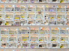 -车接车送·寄养洗护·德文猫舍(大宁店)