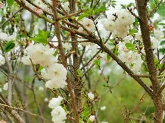 -天适樱花悠乐园