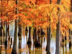 -白鹭湾湿地公园