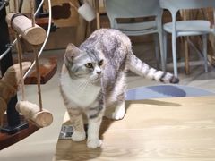 -豆逗聊愈猫阁Easy Life