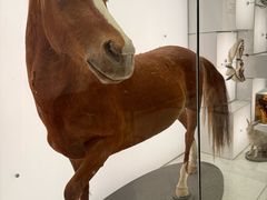 -奥克兰战争纪念博物馆