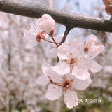 🌸樱花都开好了🌸