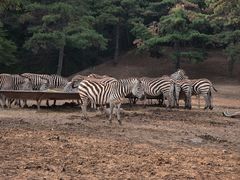 -沈阳森林动物园