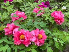 -莲花池公园