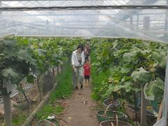 -马陆小张葡萄园农家乐