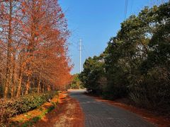 -上海海湾国家森林公园