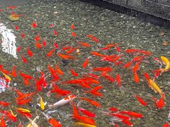 -湖滨客舍·湖北菜