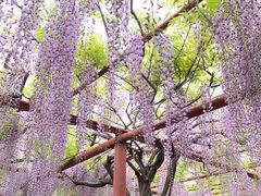 -嘉定紫藤园