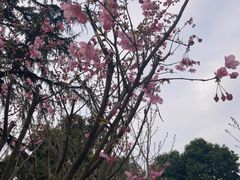 -南山植物园