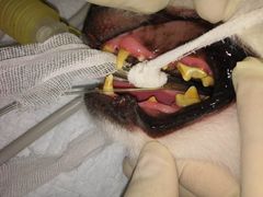 -严国平动物医院(德政总院)