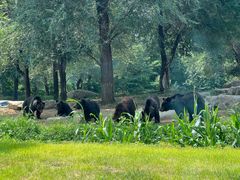 -北京野生动物园