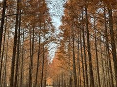 -黄海国家森林公园