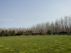 -合肥滨湖国家森林公园