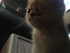 -灵美宠物诊所