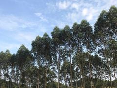 -石湾服务区-停车场