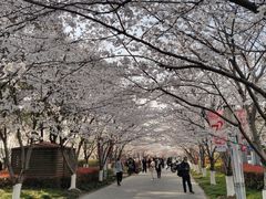 -高东镇樱花园