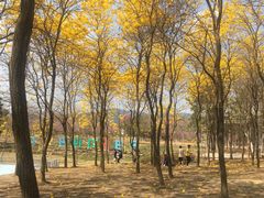 -天适樱花悠乐园