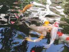 -聚福宝合苑食府(南头镇店)