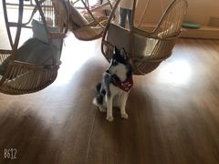 -Husky Go! 哈士奇体验馆·宠物咖啡厅狗咖