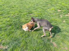 -趣玩宠物乐园寄养训犬训狗游泳池