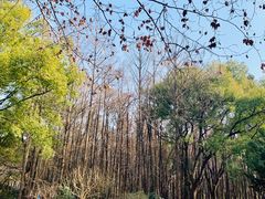 -上海共青森林公园