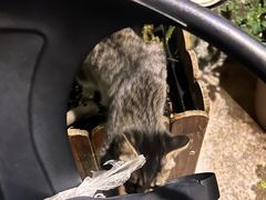 -肖为民麻糕(双桂坊店)