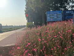 -上海长兴岛郊野公园