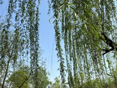 -莲湖公园