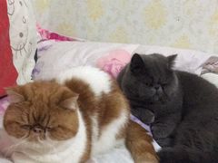 -纳吉亚猫专科动物医院博雅分院