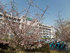 -武汉大学-樱园