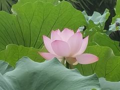 -成都杜甫草堂博物馆