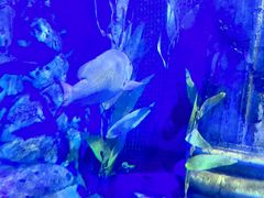 -梦幻海洋王国(吾悦广场张家港店)