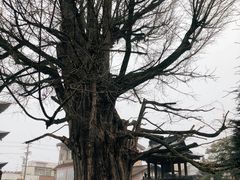 -医王山·飞騨国分寺