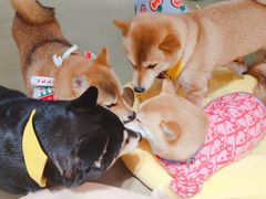 -逗柴咖啡屋·狗咖猫咖宠物桌游